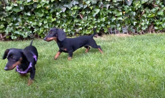 ダックスフンド,動画