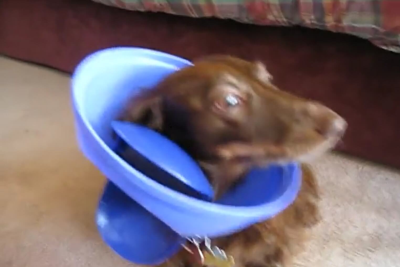 ダックスフンド,動画