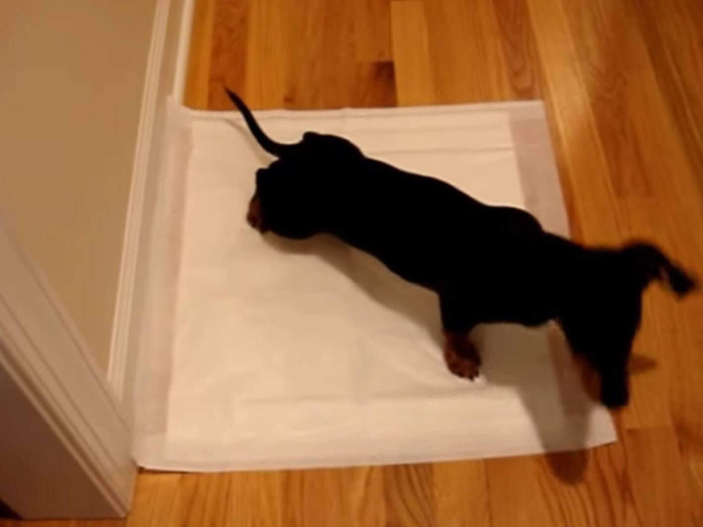 ダックスフンド,動画