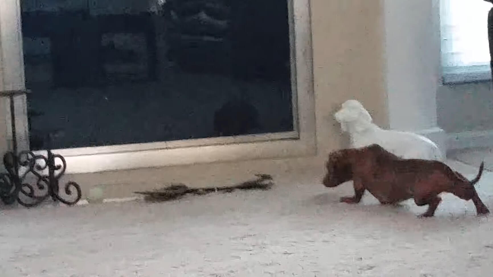 ダックスフンド,動画