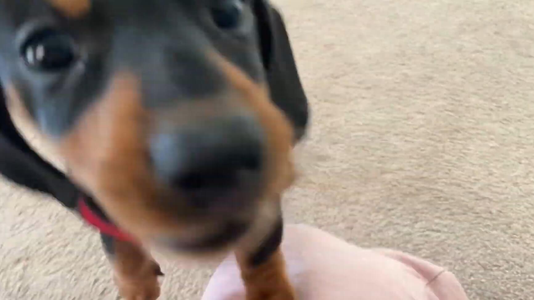 ダックスフンド,動画