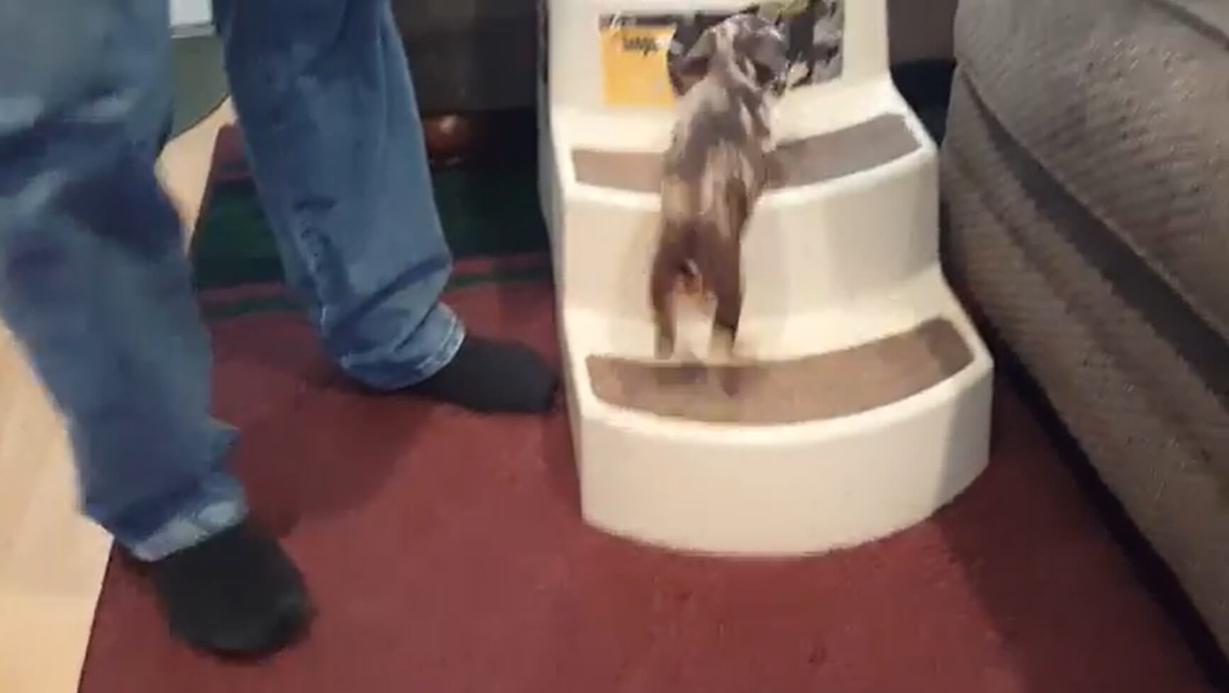 ダックスフンド,動画