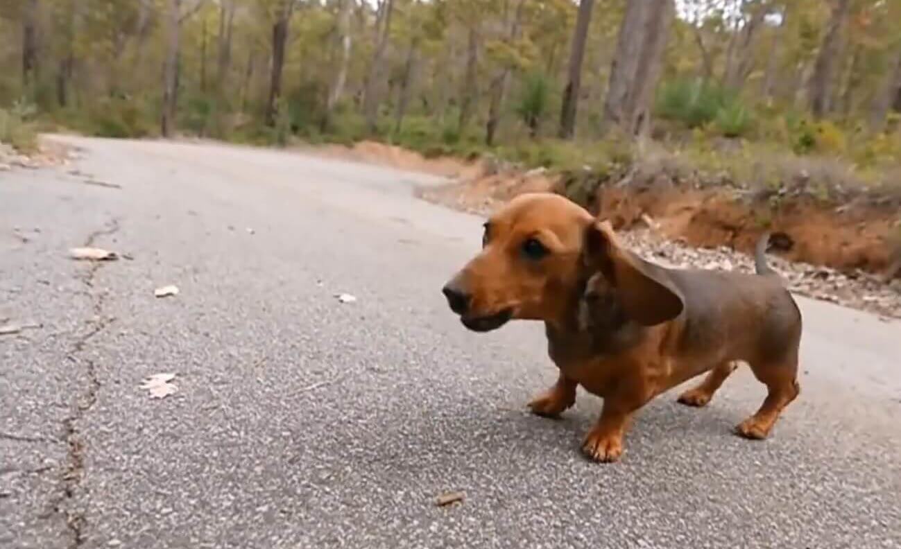 ダックスフンド,動画