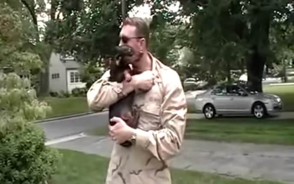 ダックスフンド,動画