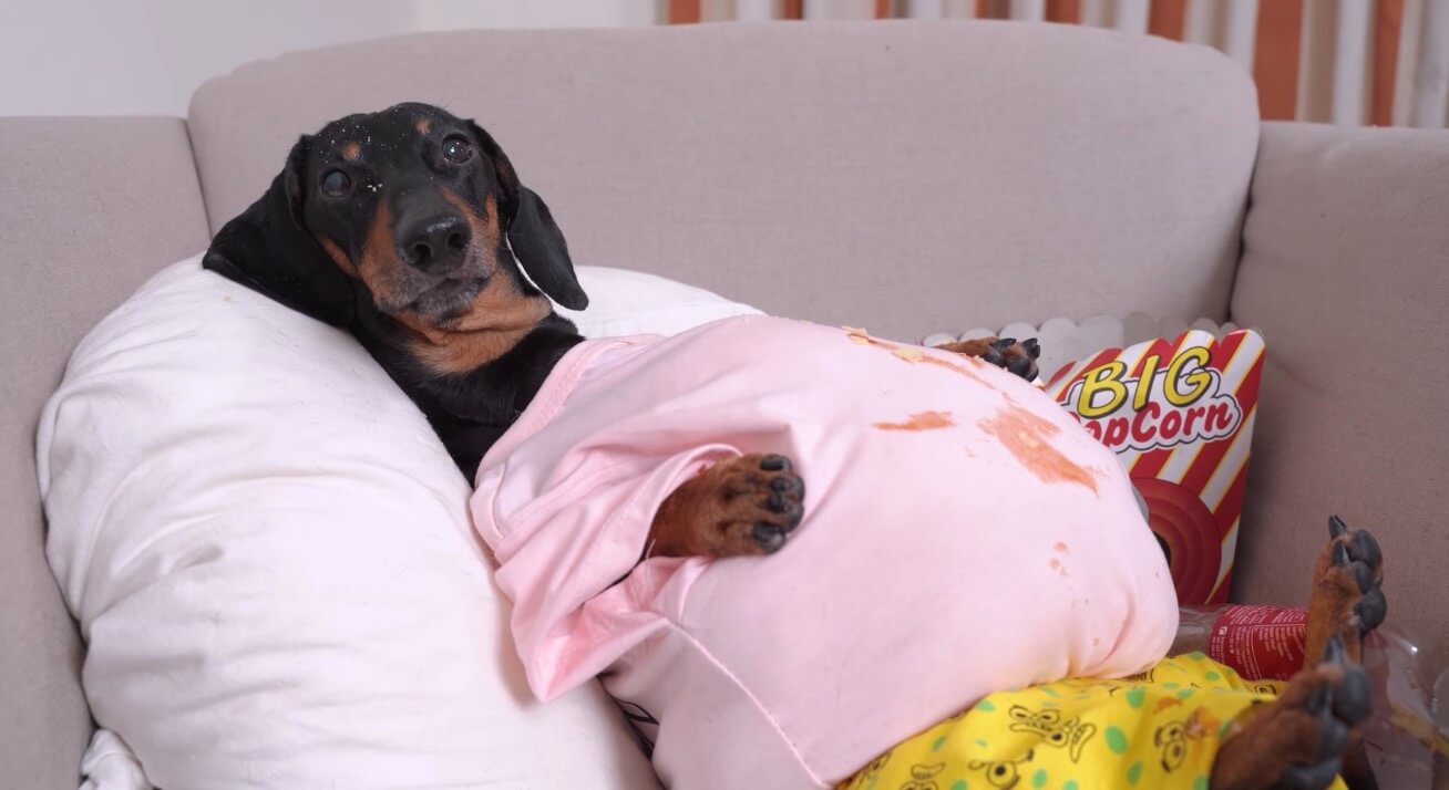 ダックスフンド,動画