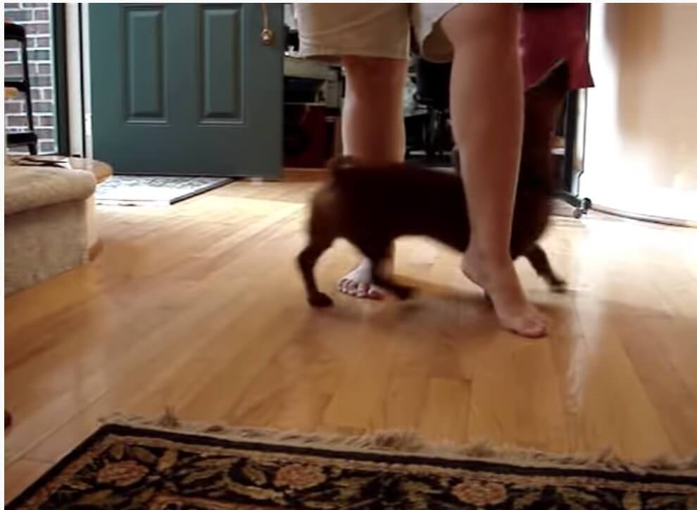 ダックスフンド,動画