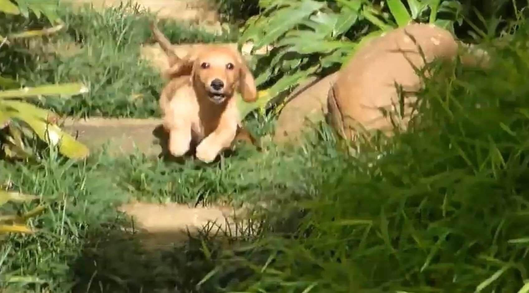 ダックスフンド,動画