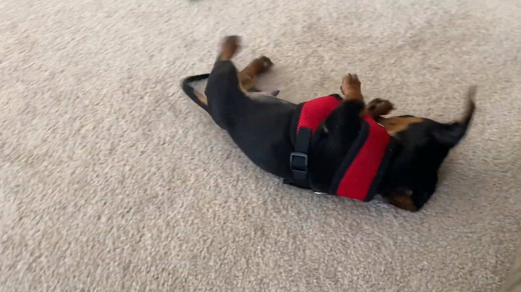 ダックスフンド,動画