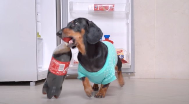 ダックスフンド,動画