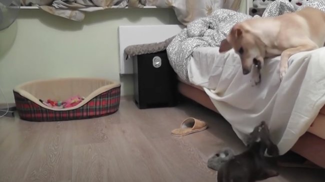 ダックスフンド,動画