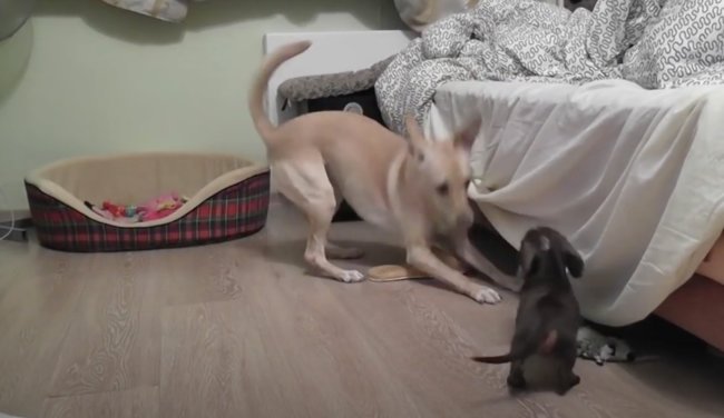 ダックスフンド,動画