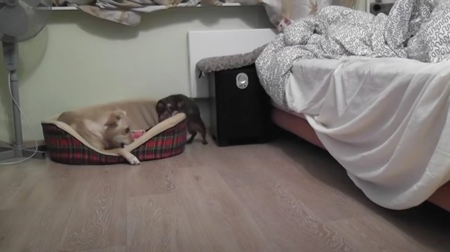 ダックスフンド,動画