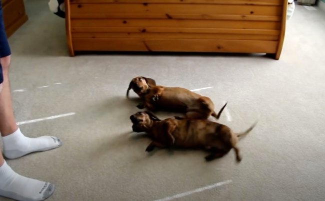 ダックスフンド,動画