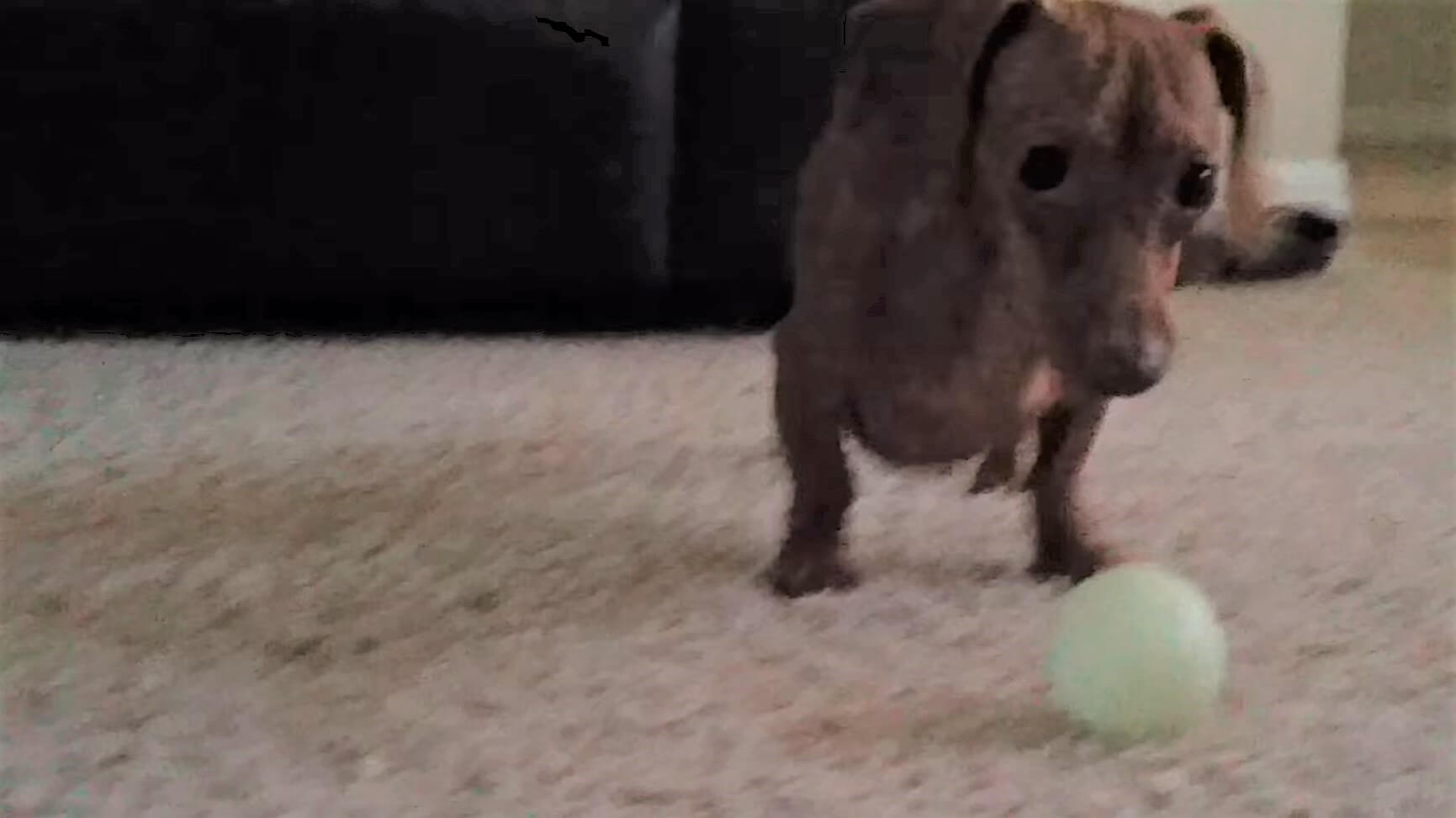 ダックスフンド,動画