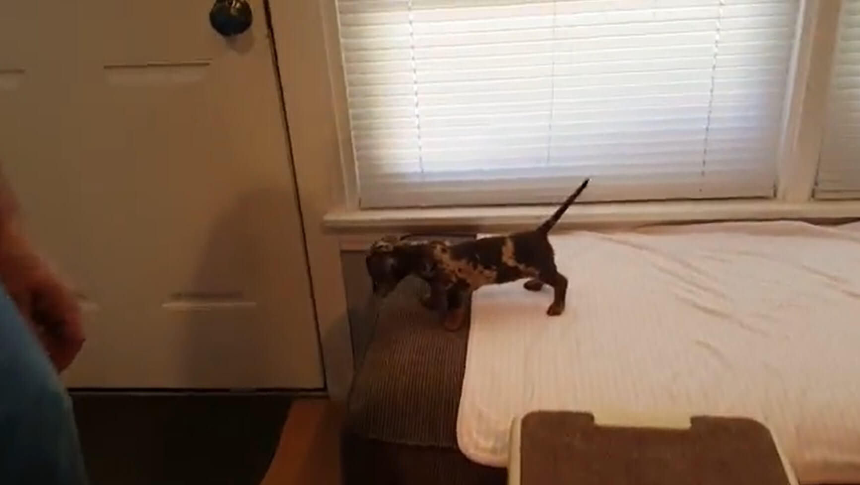 ダックスフンド,動画