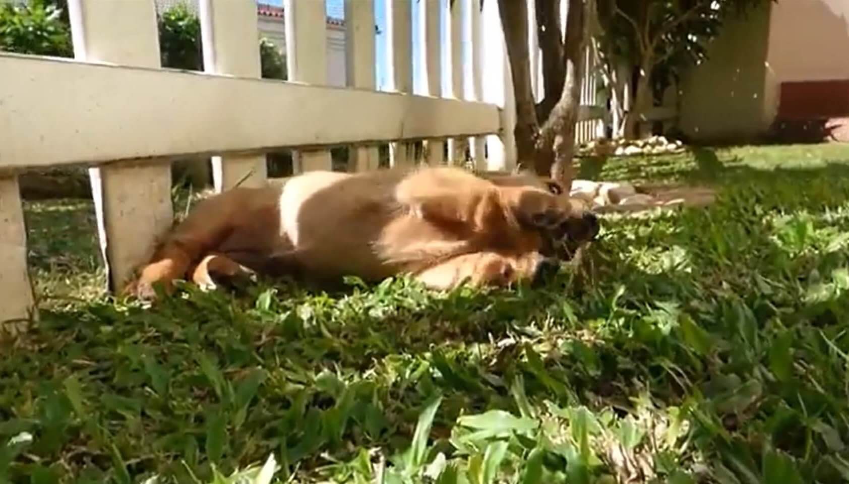 ダックスフンド,動画