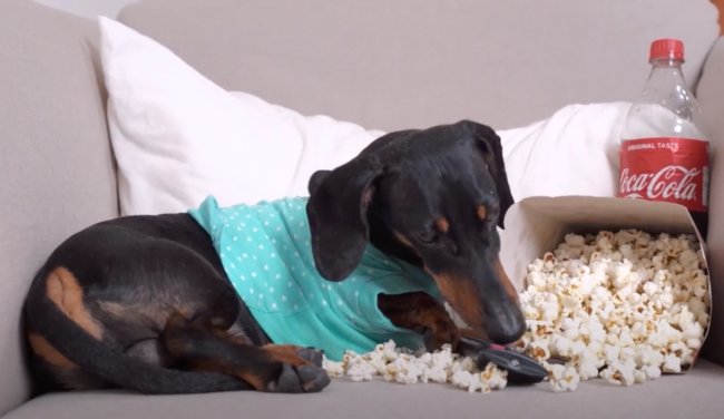 ダックスフンド,動画