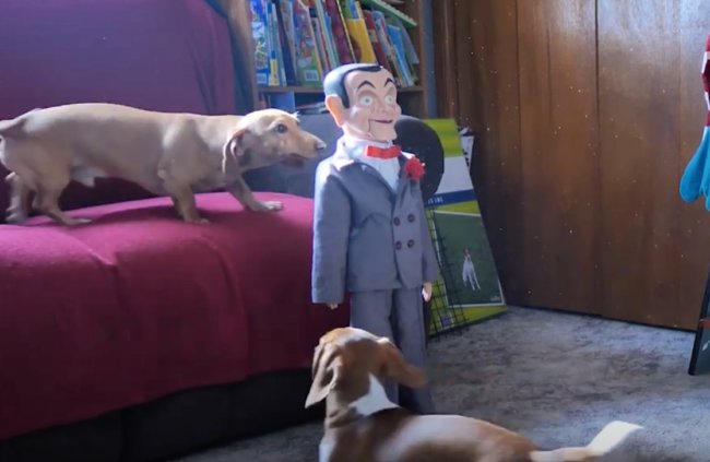 ダックスフンド,動画