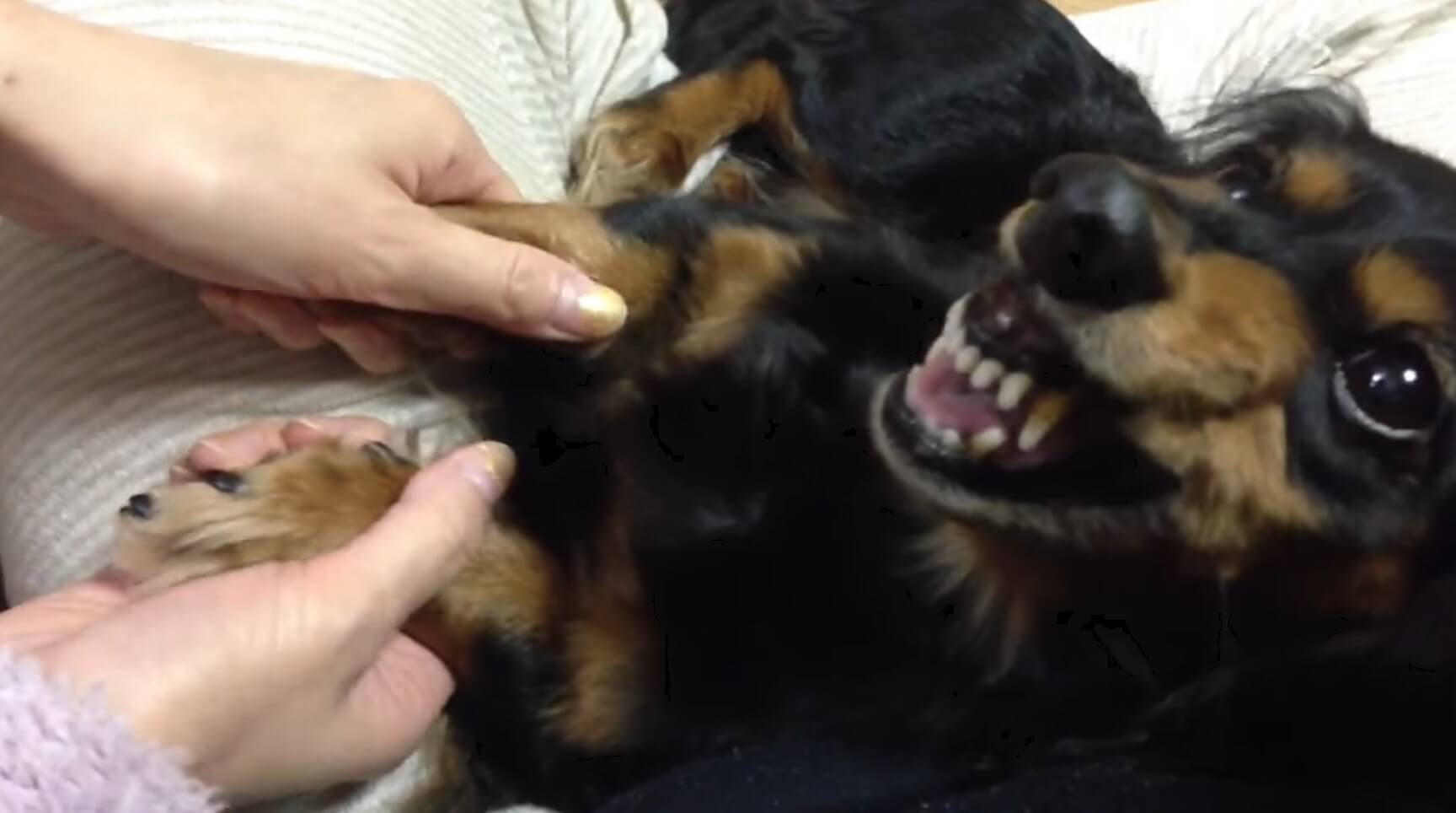 ダックスフンド,動画