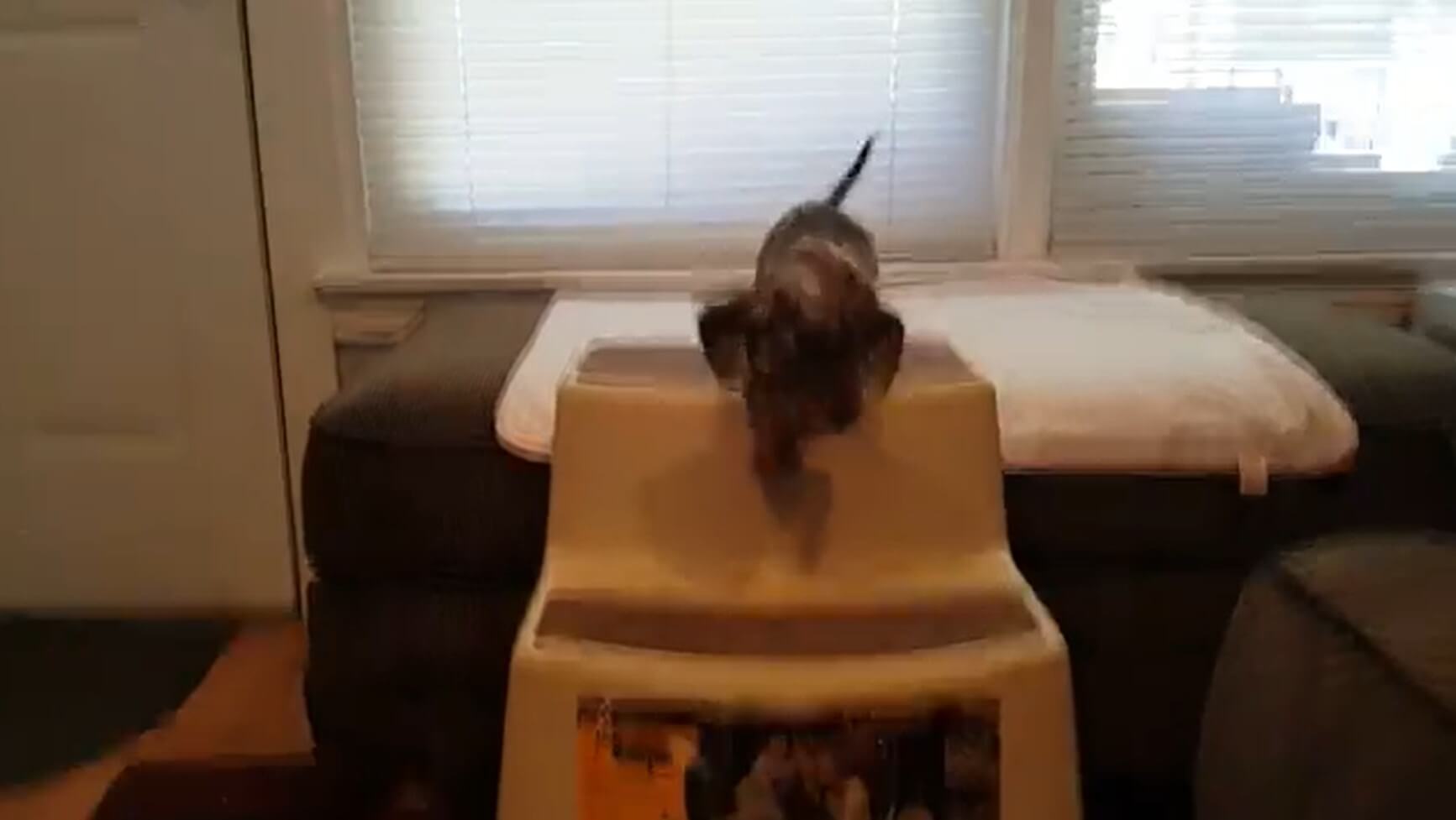 ダックスフンド,動画