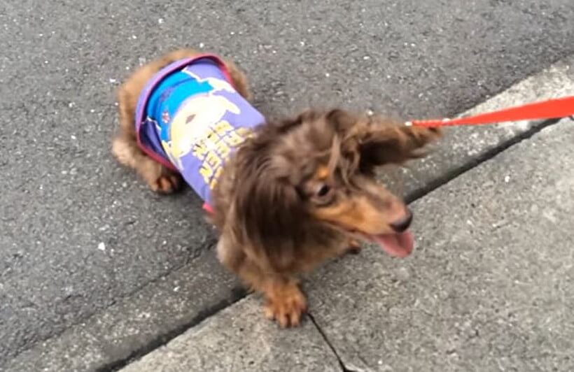 ダックスフンド,動画