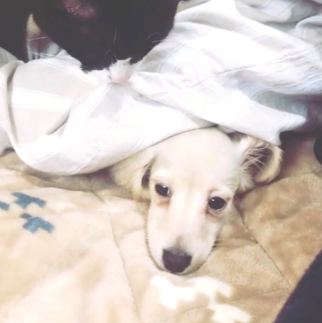 ダックスフンド,動画