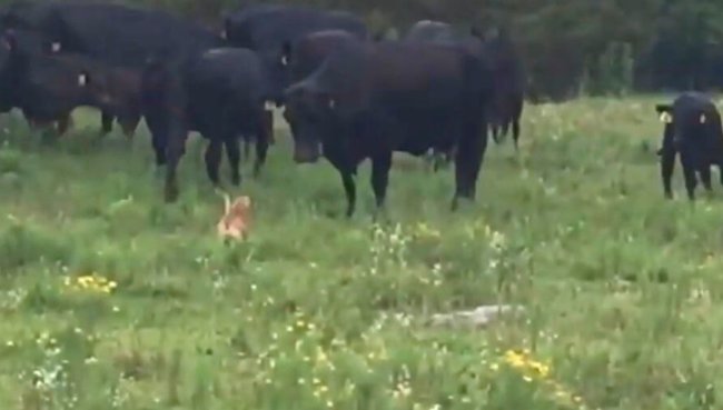 ダックスフンド,動画