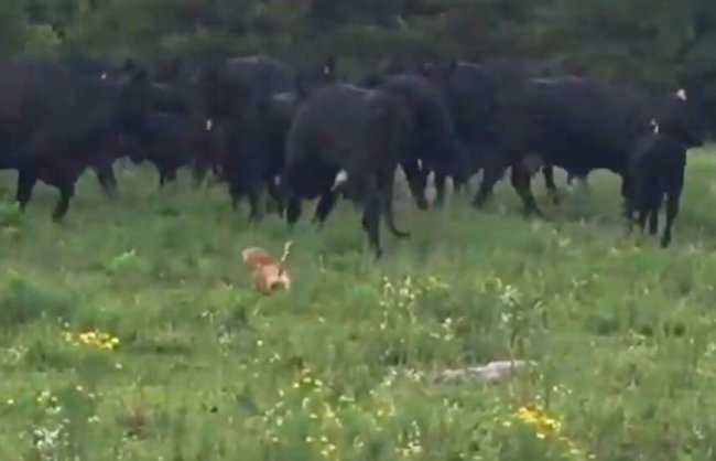 ダックスフンド,動画