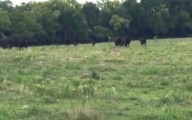 ダックスフンド,動画