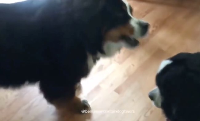 ダックスフンド,動画