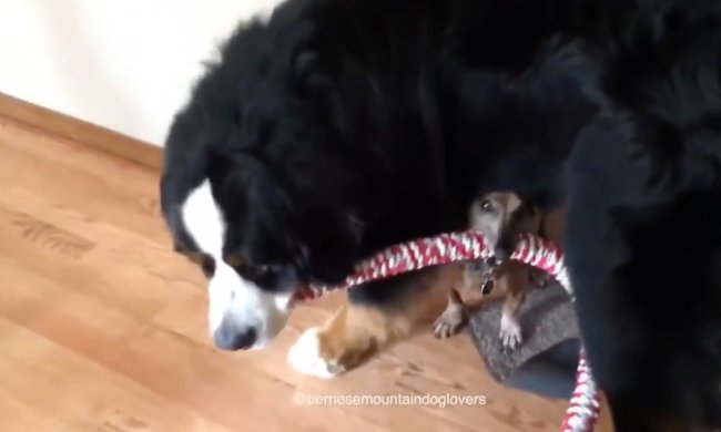 ダックスフンド,動画