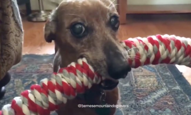 ダックスフンド,動画