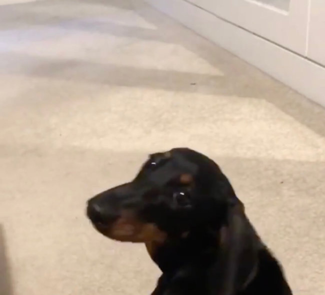 ダックスフンド,Instagram