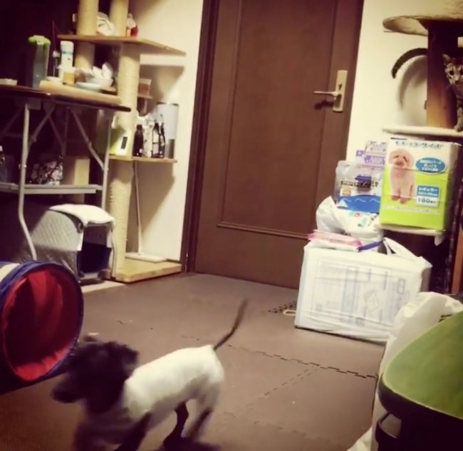 ダックスフンド,Instagram