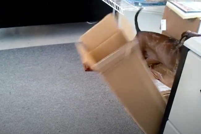 ダックスフンド,動画