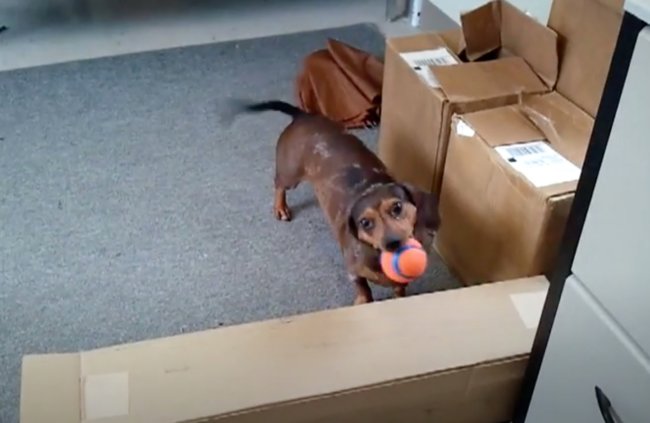 ダックスフンド,動画