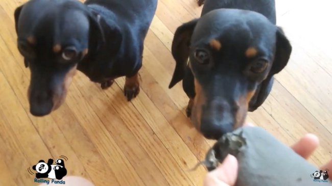 ダックスフンド,動画