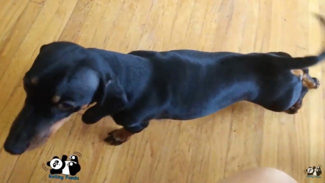 ダックスフンド,動画