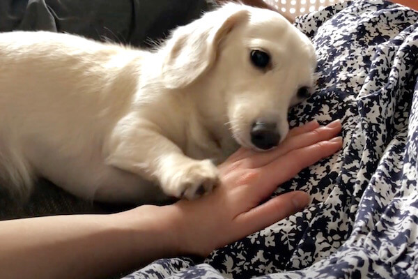 これこれ、この手でなでて、早く！」なでなでをおねだりするダックス