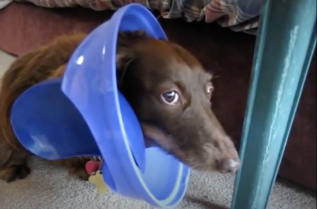 ダックスフンド,動画