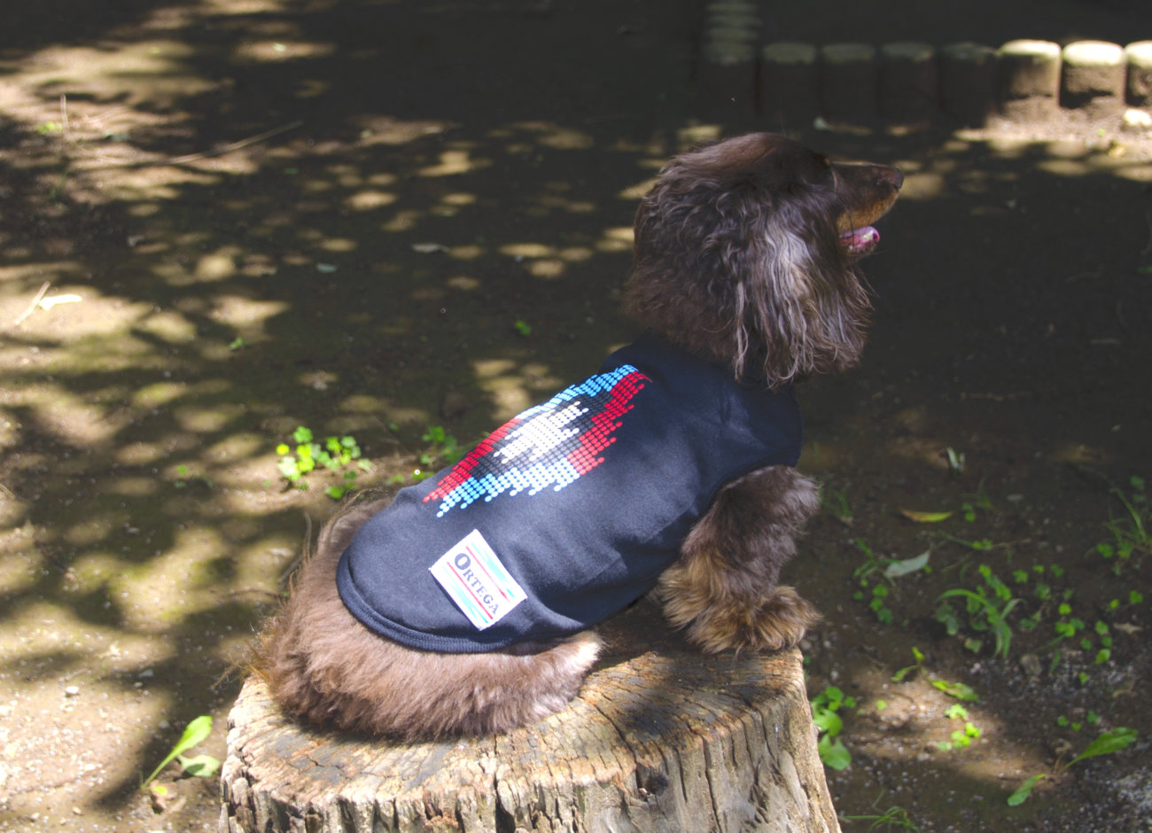 ダックスフンド,洋服,ラグーナクロージング