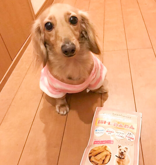 ダックスフンド,サプリ,筋トレわんわん