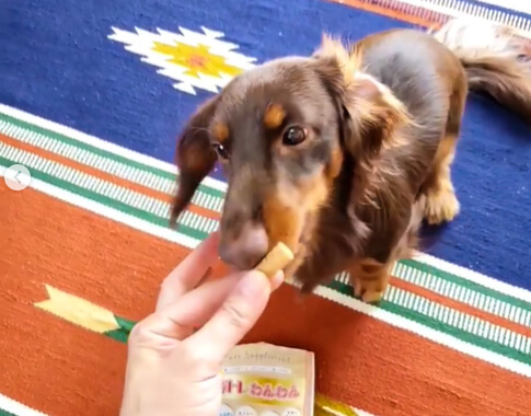 ダックスフンド,サプリ,筋トレわんわん