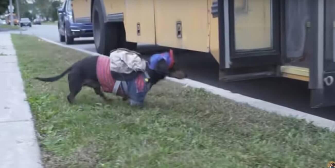 ダックスフンド,動画