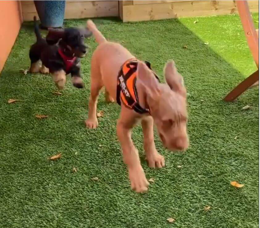 ダックスフンド,動画