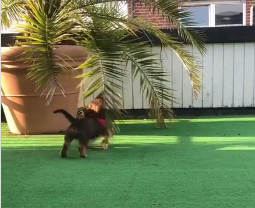 ダックスフンド,動画