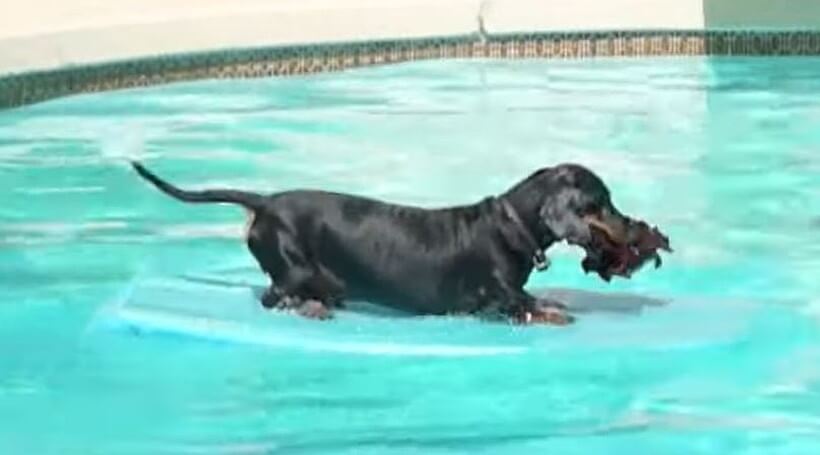 ダックスフンド,動画