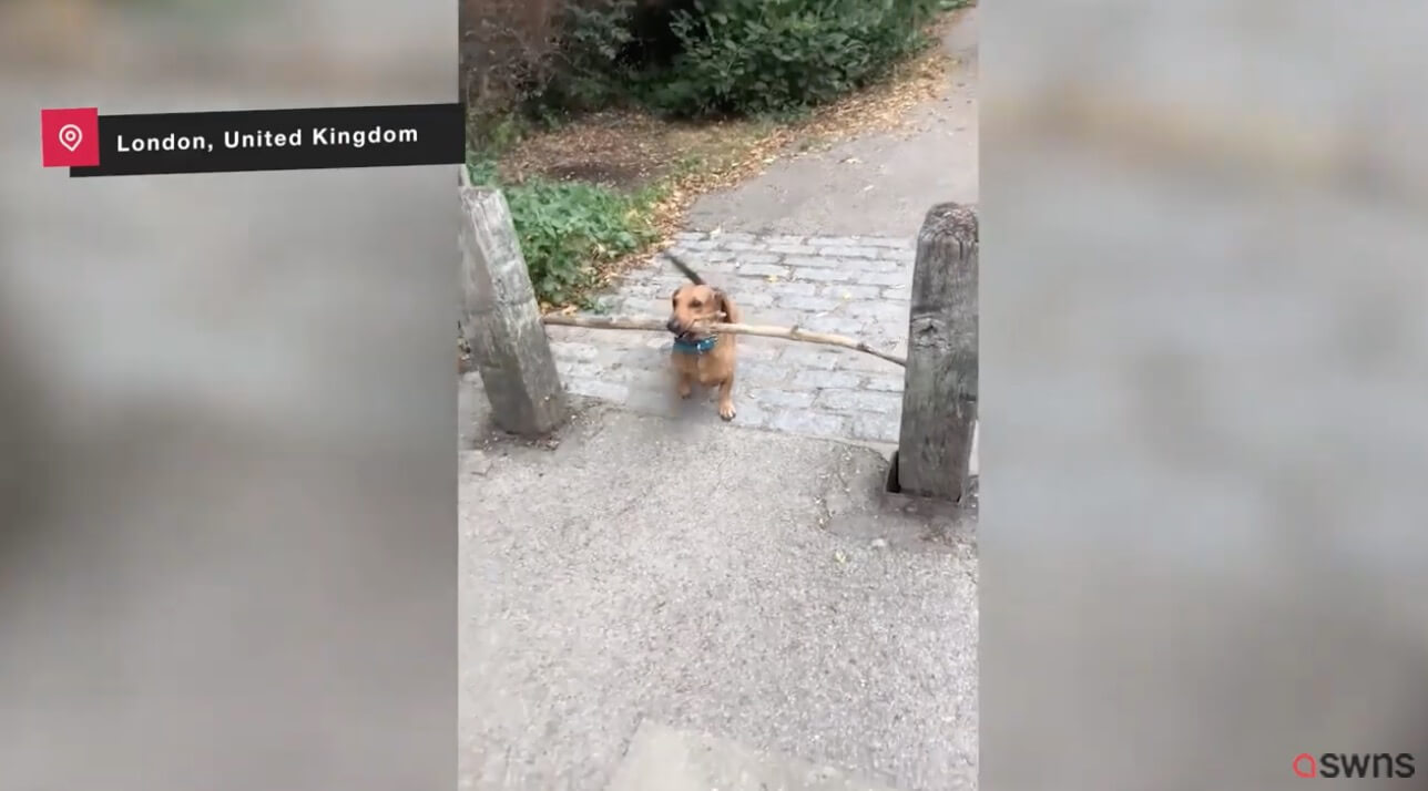 ダックスフンド,動画