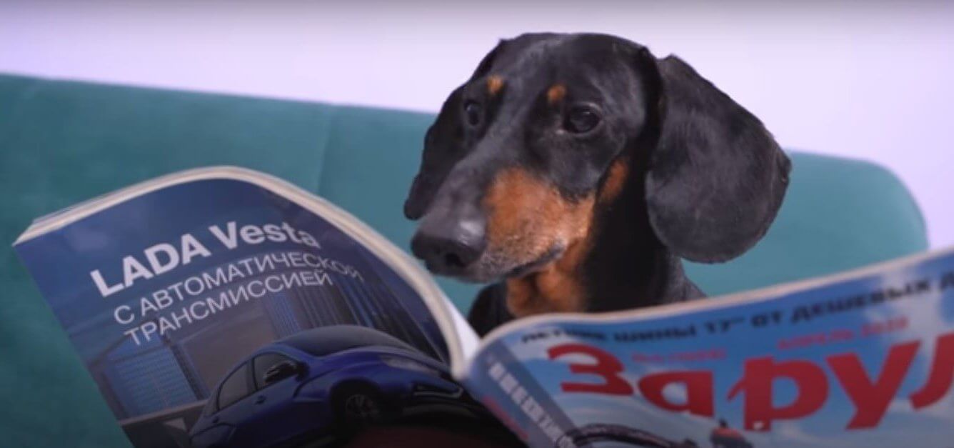 ダックスフンド,動画