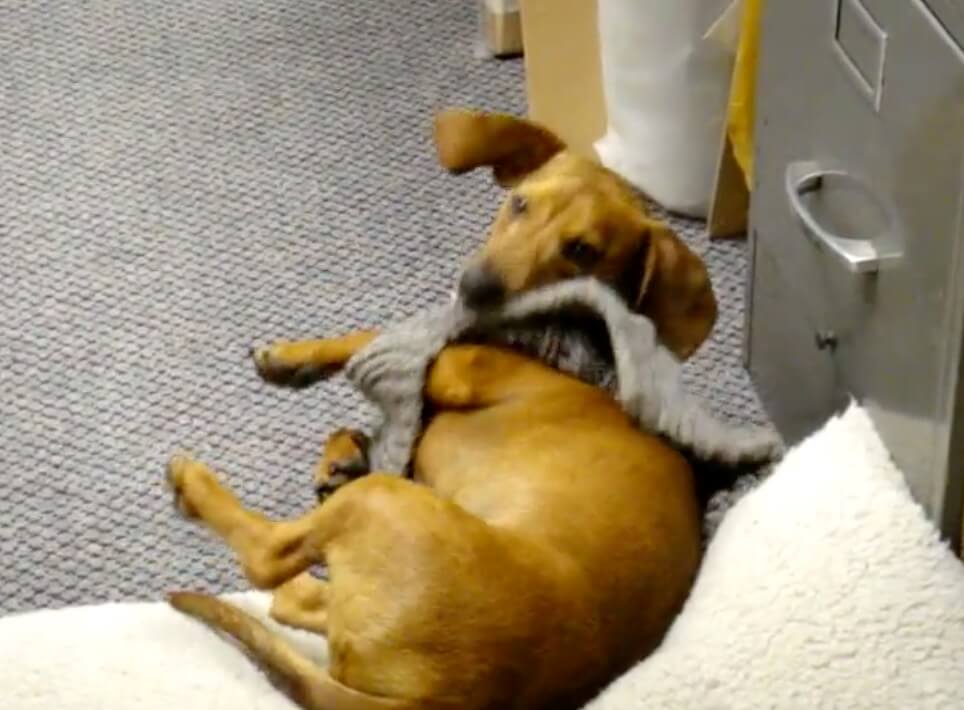 ダックスフンド,動画